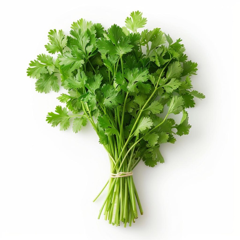 Fresh Coriander - 1 Bundle