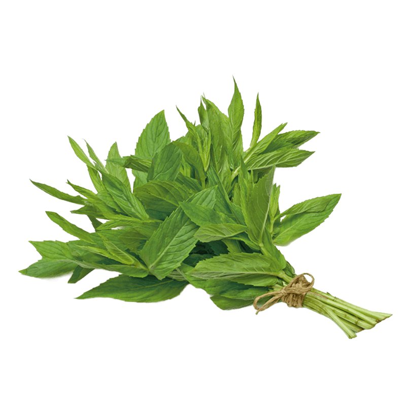 Fresh Mint (Pudina)